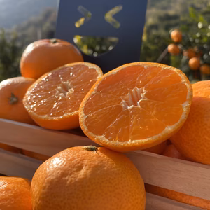 【希少価値の高い】☆石地温州☆甘くて美味しい〜