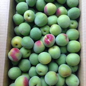和歌山県みなべ町から　うめよしの南高梅（青梅）