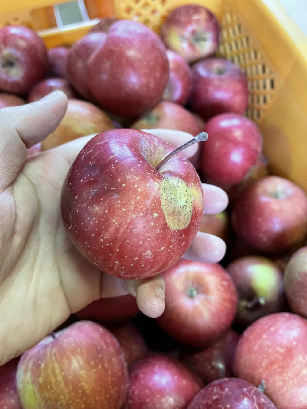 小玉傷物企画☆サンふじバラ詰めお買い得☆ご家庭用