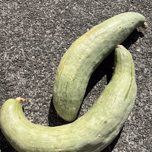 高野山麓精進野菜・南瓜(宿儺かぼちゃ)