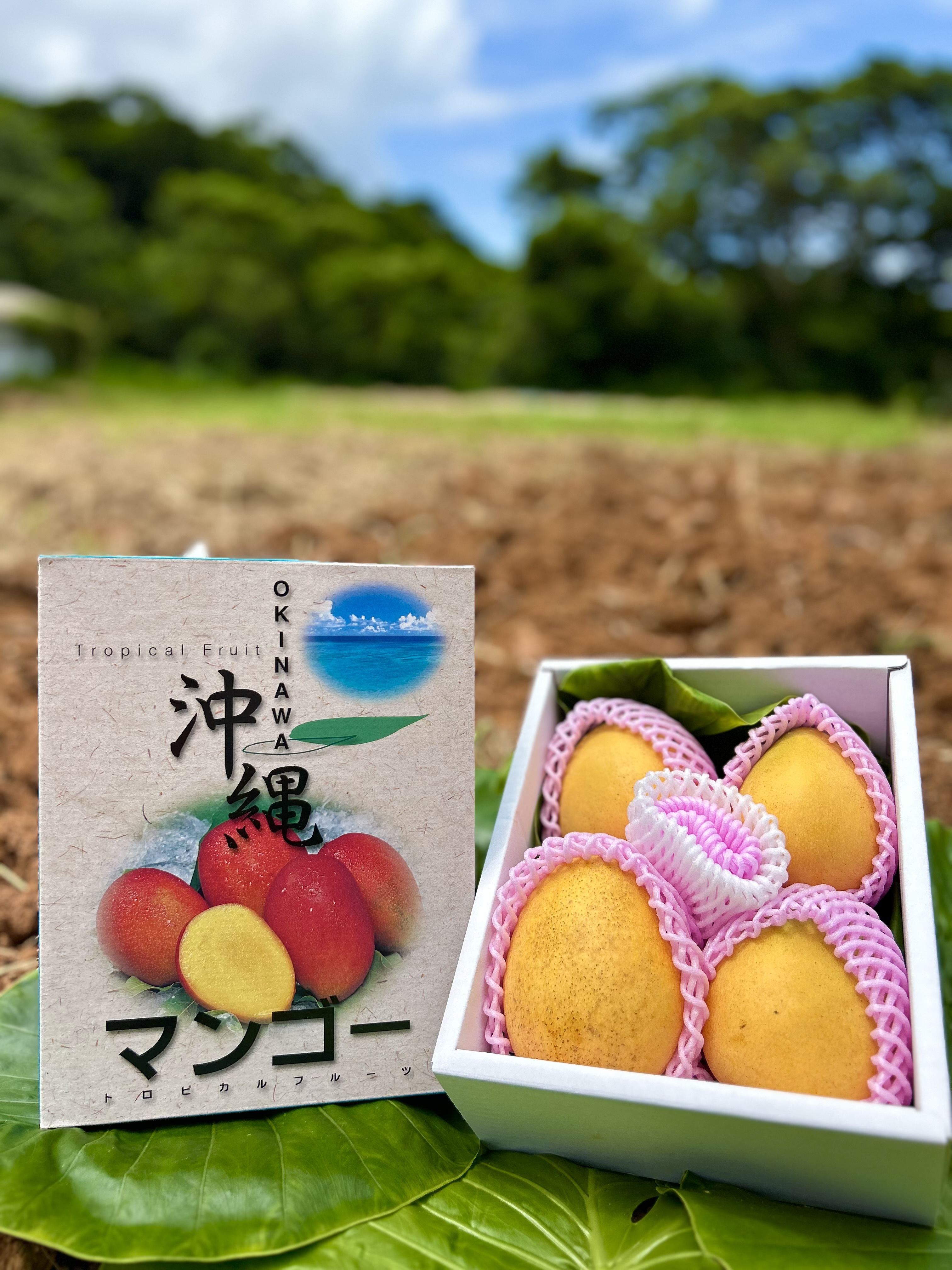 送料込！マンゴー(金蜜/キンミツ)・やんばる産｜マンゴーの商品