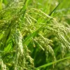 あっさりササニシキ　農薬不使用　自然栽培　玄米　10㎏