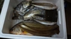 熊本県八代海の魚！朝捕れお試し鮮魚BOX