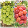 2M-1L　岡山　花笑み農園『10月おすすめブドウ２種MIX』１kg　10/1～