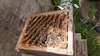 山梨県産・日本ミツバチの蜂蜜