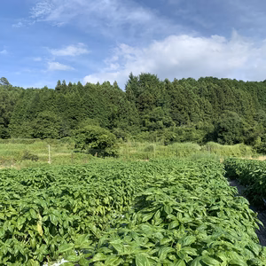 訳あり！バジル農家の採れたて生バジル　５００g