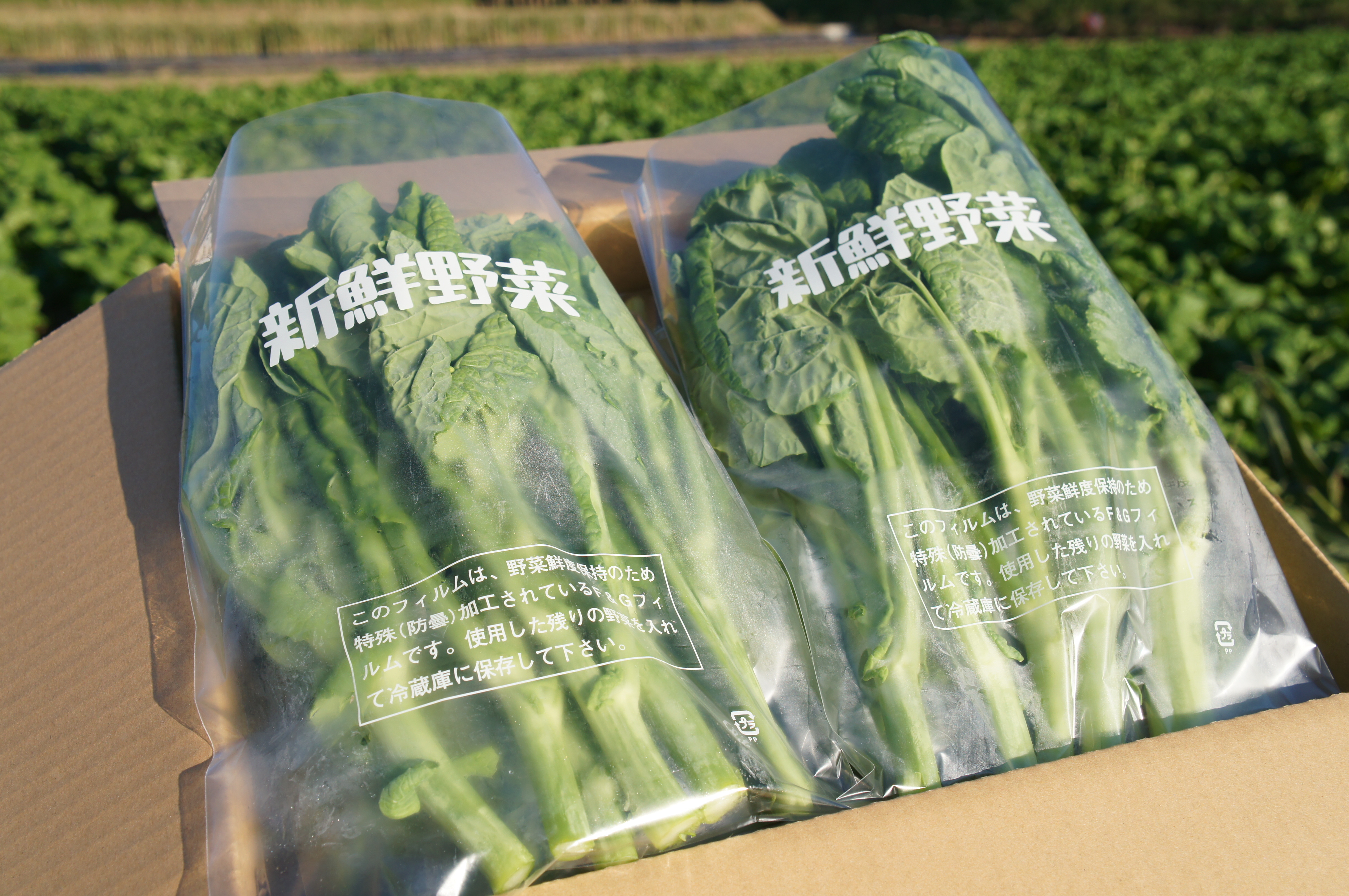 南房総産 菜花 産地直送 新鮮野菜 菜の花