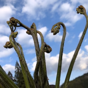 ！発売開始！天日干しわらび【手もみ】　ちょっとだけ食べたい！・・・60g入り