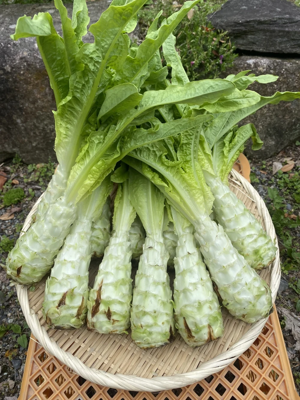 コリコリ食感がクセになる味わいがまさにアスパラガス!