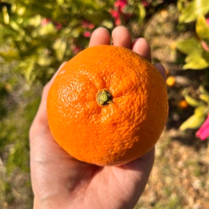 甘い！デカい！！愛媛県オリジナル品種「甘平」★ご家庭用