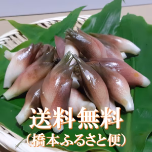 ※最終です　残暑の香り　秋みょうが　（ご家庭用　谷奥深産）