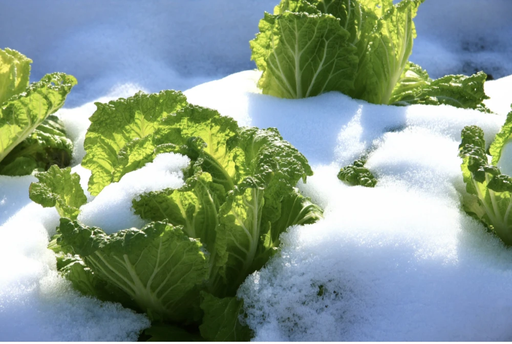 【越冬白菜のお届けに参りました。】　≪雪国で育まれた水分・甘みたっぷりの白菜≫　