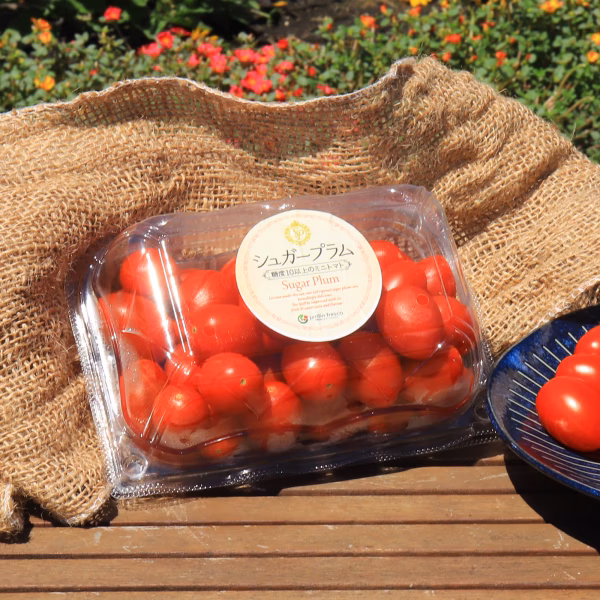 数量限定　500g高糖度・高リコピンミニトマト　シュガープラム(300063)