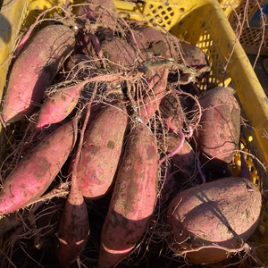 たぬき〜様専用 紅あずま 10kg 