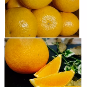 4月予約❢ 本家 春峰【家庭用・訳あり】 プチプチ食感で爽やか甘い春峰を家庭で！