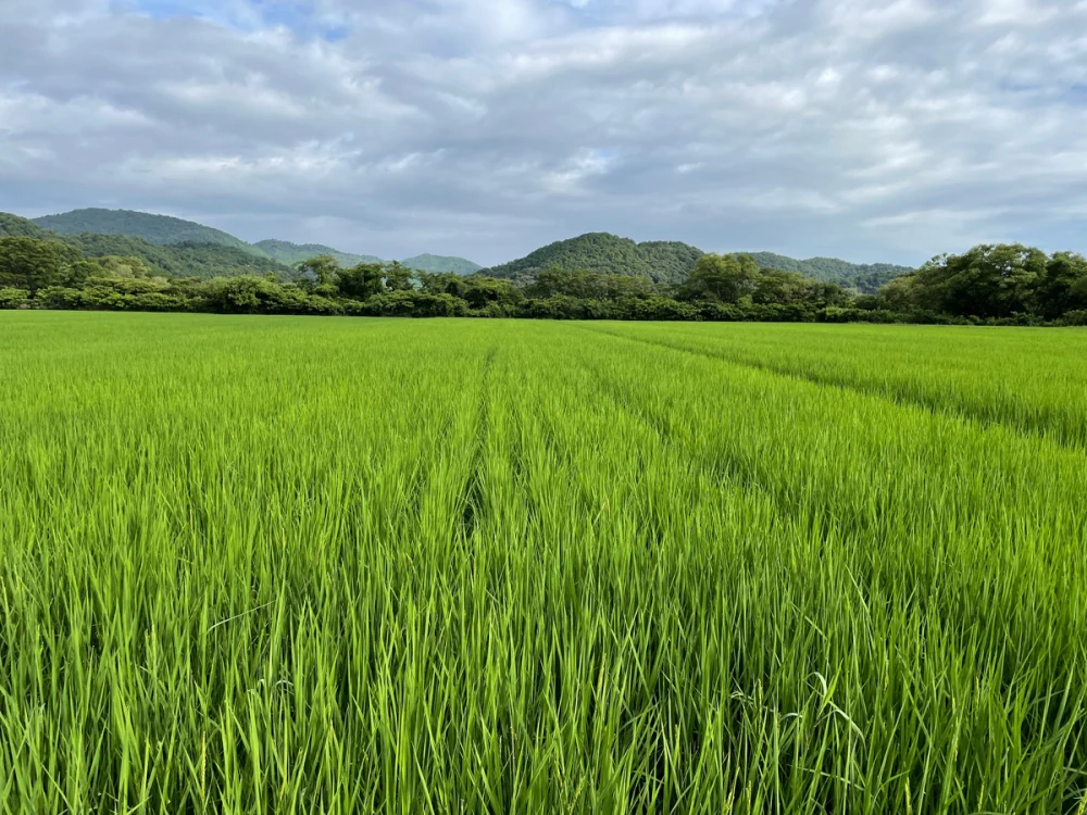 【農薬化学肥料不使用】コシヒカリ・玄米（2022年産）