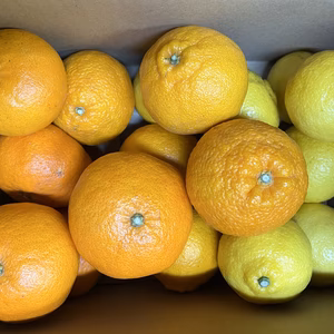 『食べ比べセット』甘平・不知火・はるか　家庭用各1キロずつ