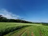 【リクエストセット】岩手県産はちみつ　そば（１５０ｇ瓶×２本）