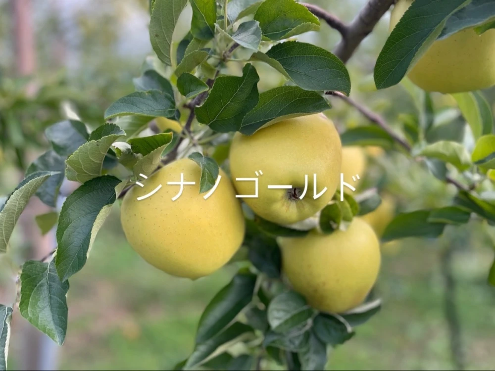 今が旬！【黄色りんご食べ比べセット】