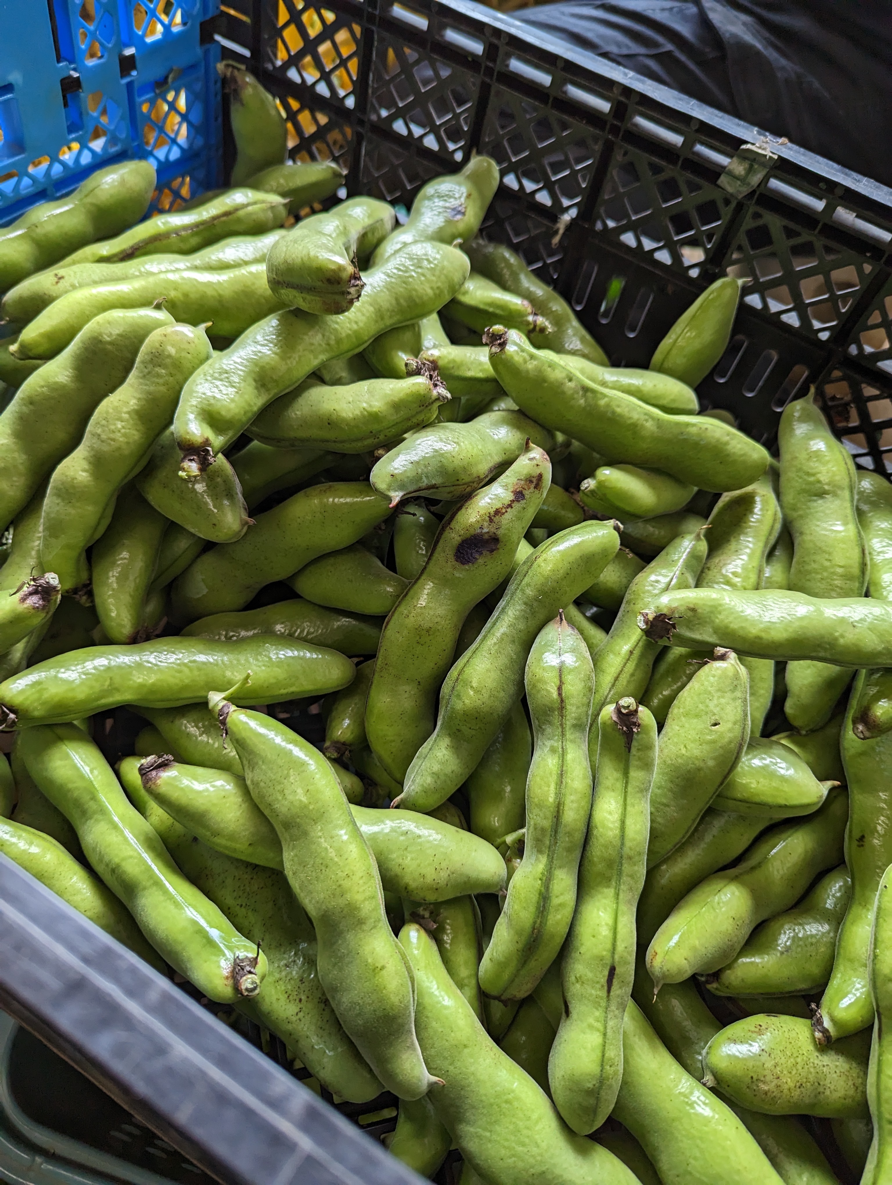 5月発【予約増量♫ 】”みずみずしい”とれたて そら豆｜野菜の商品詳細