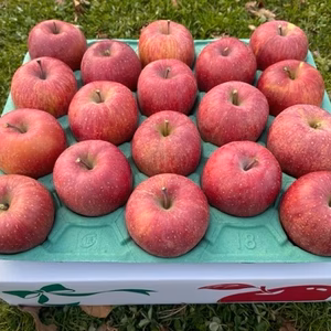 りんごの王様「サンふじ」５ｋｇ（１８玉）