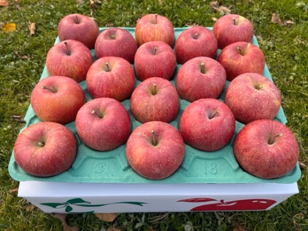 りんごの王様「サンふじ」５ｋｇ（１８玉）