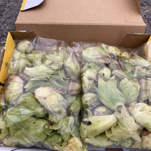 今日の採れたて！ふきのとう