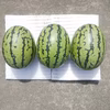旨みとシャリ感抜群スイカ!夏を思いっきり楽しむ!品種ぷちっと!8月上旬発送開始！