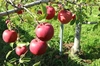 【数量限定】小玉りんご　2品種食べ比べセット 約3kg～5kg
