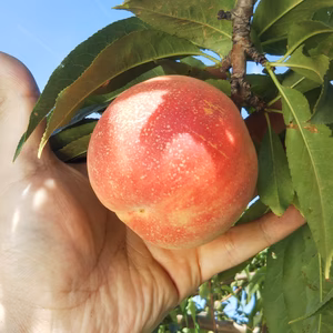 【お届けは7月中旬～】紅国見「小さな見た目にびっくりの美味さ!!」1.5kg