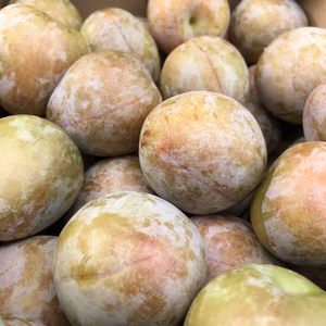 オススメ！ エレファントハート 自家用 加工用 スモモ プラム 山形県 朝日町産