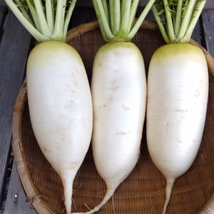 【自然栽培】今が旬！加賀野菜の源助大根 固定種