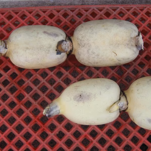 生命力あふれる木更津レンコン（親バス）１kg　初出荷！