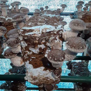 肉厚で美味しい!!小さめ椎茸(菌床)・注文受付11/6朝８時まで！！