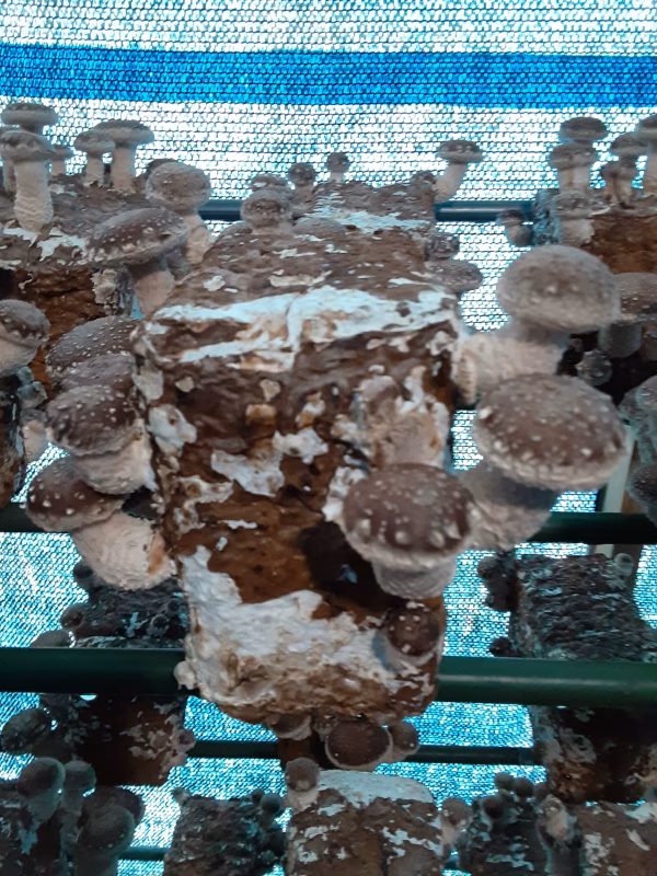 肉厚で美味しい!!小さめ椎茸(菌床)・注文受付11/6朝８時まで！！