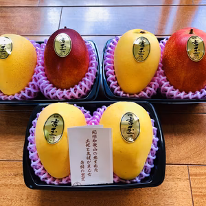 紀州完熟マンゴー吉玉2Lセット