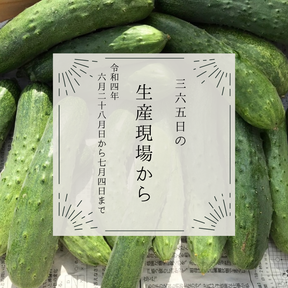 2022年製 国産天然本山椒/次の世代に残したい素材 - キッチン/食器