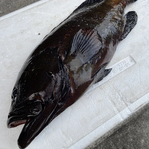 【魚突き】動画あり　アオノメハタ1.2kg鱗、内臓処理済