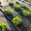 無農薬野菜セット