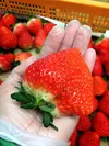 季節限定大粒のみ☆香りあふれるイチゴ「さがほのか」2kg