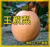 【予約受付】鳥取産★王秋梨5kg‼