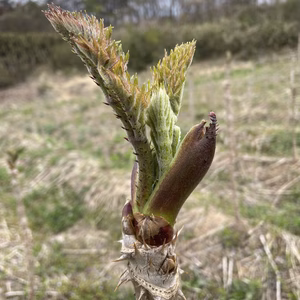 【期間限定】4月中頃発送予定 原木収穫 タラの芽 宮城県産 西根の森