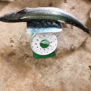【モニター価格！】釣りたての鰆 2.9kg