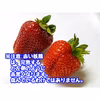 【予約２】夏秋いちご規格外品　内容量約１．５キロ【数量限定】