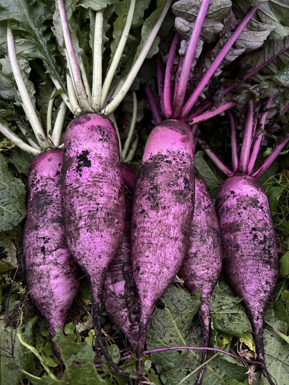 農薬・化学肥料不使用】自然農法で育った紫大根 ｜野菜の商品詳細