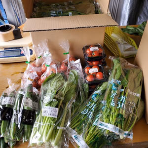 Provegeトマトと葉物セット