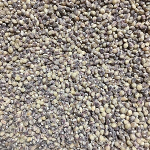 農薬化学肥料不使用　もち麦熊本県産　5kg