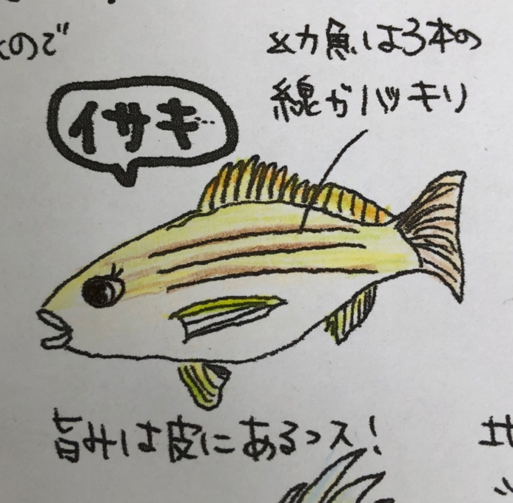丸ごとイサキ いさき 農家漁師から産地直送の通販 ポケットマルシェ