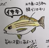 丸ごとイサキ（いさき）
