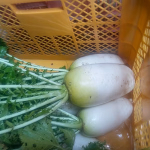 初夏の根菜セット　肥料農薬不使用、自然栽培、